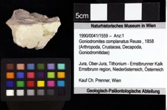 Foto (Objket + Etiketten) von Brachyura indet. 